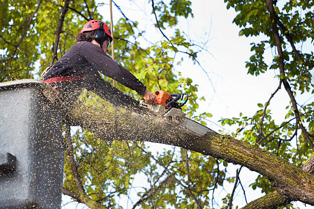 West Yellowstone, MT Tree Services Company